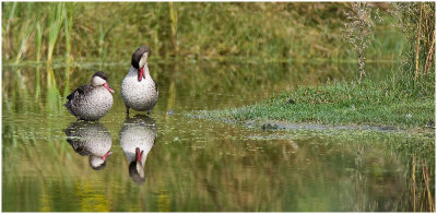 Red-billed Teals