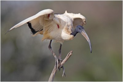 Sacred Ibis