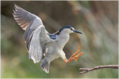 Blackcrowned Night Heron