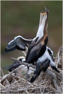 White-breasted Cormorants