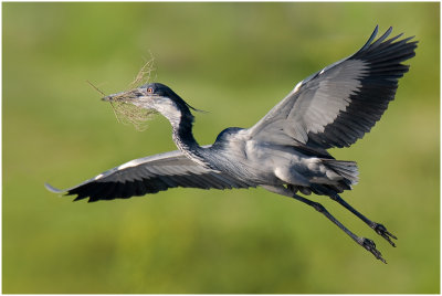 Black-headed Heron