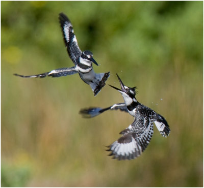 Pied Kingfishers