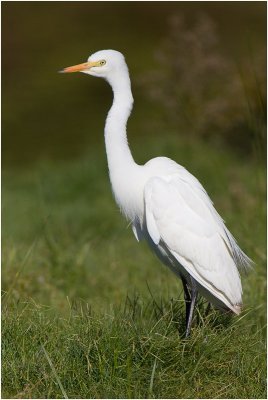 Great (White) Egret