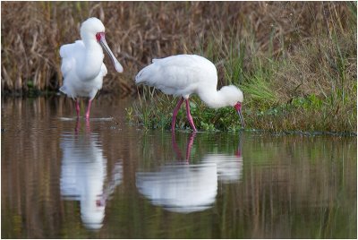 African Spoonbills