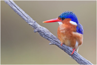 Malachite Kingfisher