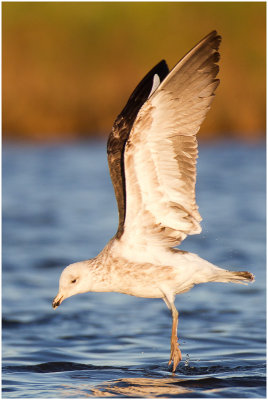 Juvenile Kelp Gull
