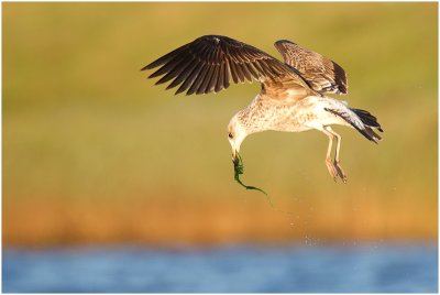 Juvenile Kelp Gull