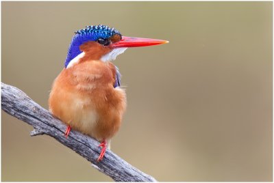 Malachite Kingfisher