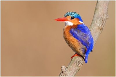 Malachite Kingfisher