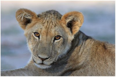 Pensive Young Lioness