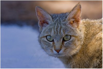 African Wild Cat