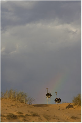 Chasing the Rainbow