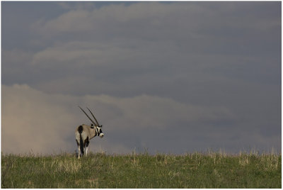 Solitary Oryx
