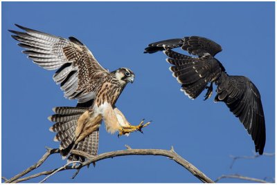 Lanner Falcon Squabble