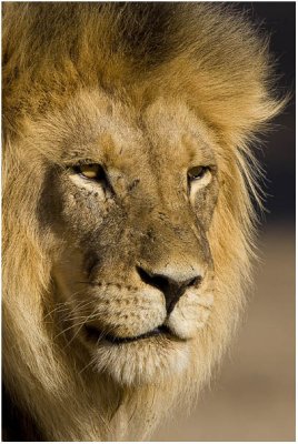 Big Cats