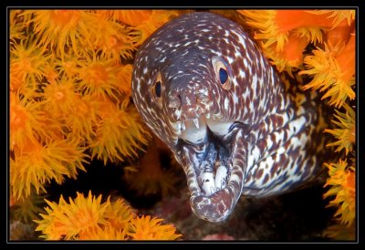 Spotted Moray Eel and Orange Cup Coral