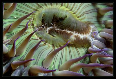 Close-up of a Green Anemone