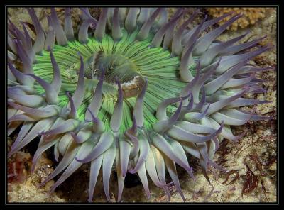 anemone_5364.jpg