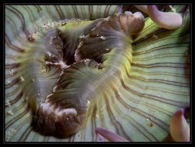 anemone_5367.jpg