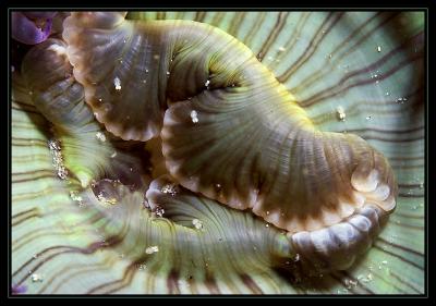 anemone_5369.jpg