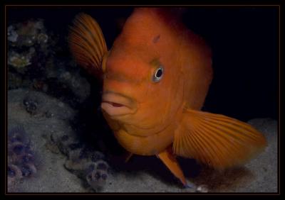 garibaldi_5333.jpg
