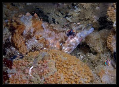 kelpfish_5384.jpg