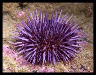 Urchin_5248.jpg