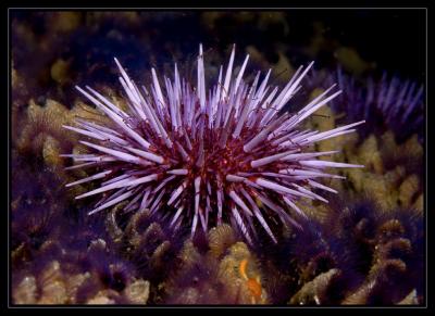 Purple Urchin and some feather worms