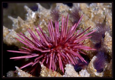 Urchin and Worms