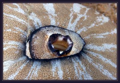 The Eye of the Limpet