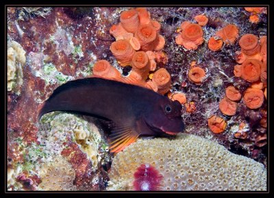 Redlip Blenny