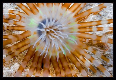 Tube Anemone