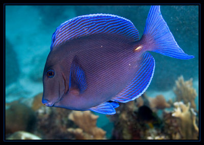 Blue Tang