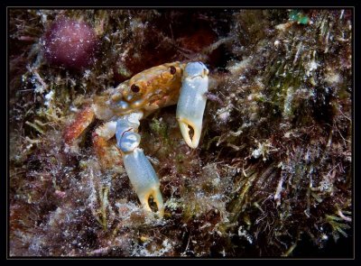 Red-Ridged Clinging Crab