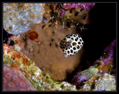 Juvenile Trunkfish