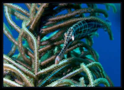 Trumpet Fish