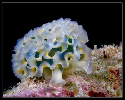 Lettuce Sea Slug