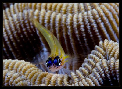 Peppermint Goby