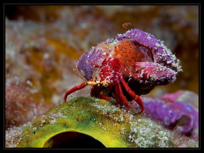 First Born, Red Reef Hermit crab with hatchlings (Paguristes cadenati)