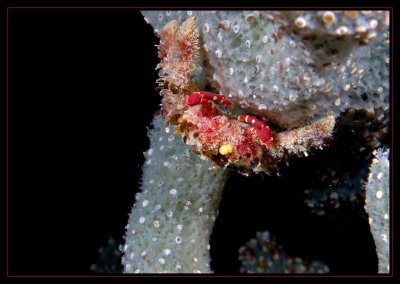 Decorator Crab