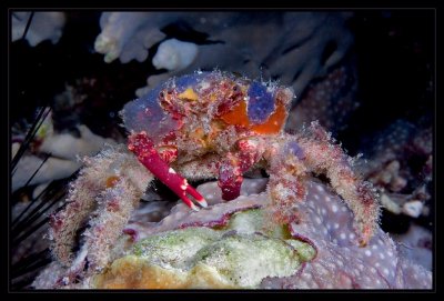 Another Decorator Crab