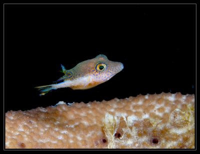 Sharpnose Puffer