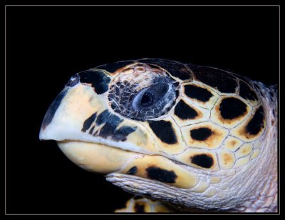 Hawksbill Turtle Portrait
