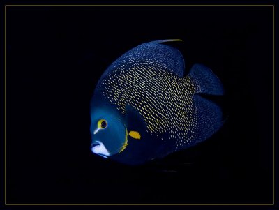 French Angelfish