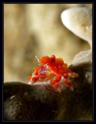 Climbing the pole (Teardrop Crab)