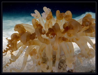 Tube Anemone