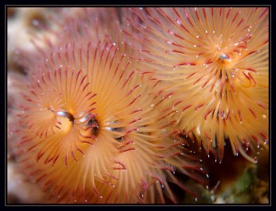 Christmas Tree Worm