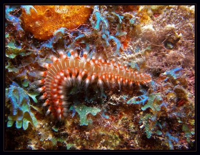 Bearded Fireworm & Blenny