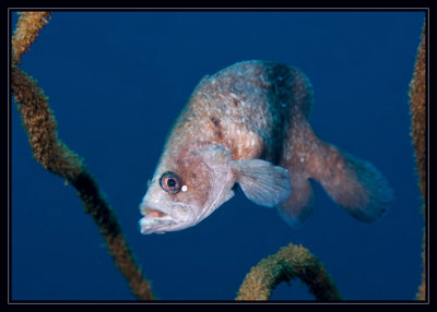 Got Soap? (Soapfish)