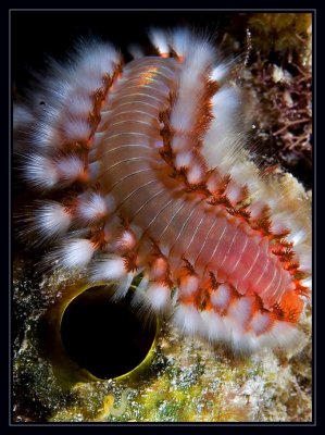 Bearded Fireworm